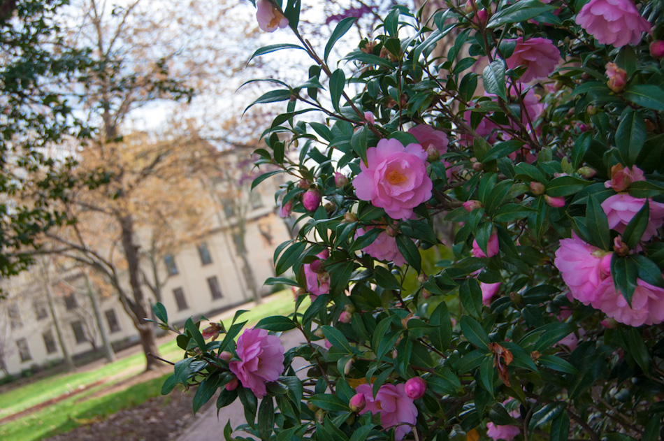 Flowers bloom on the campus of the University of North Carolina, Chapel Hill.